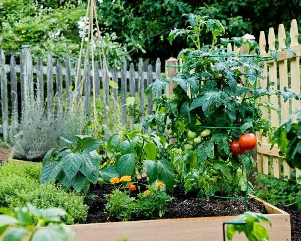 Container Gardening for Beginners: From Empty Pot to First Harvest